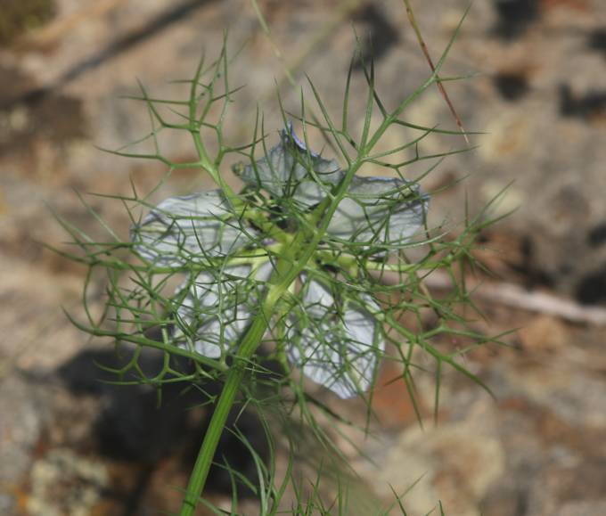 Ranunculaceae: Nigella damascena?   S !